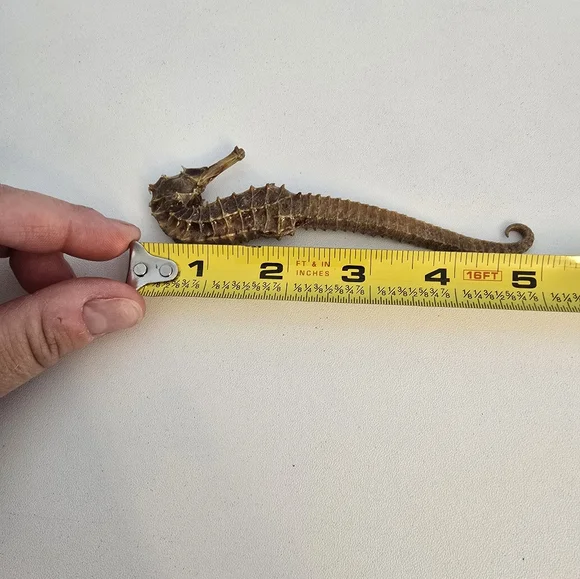 Vintage Taxidermy Seahorse Skeleton Natural Specimen 5" Hippocampus Erectus - Picture 12 of 14